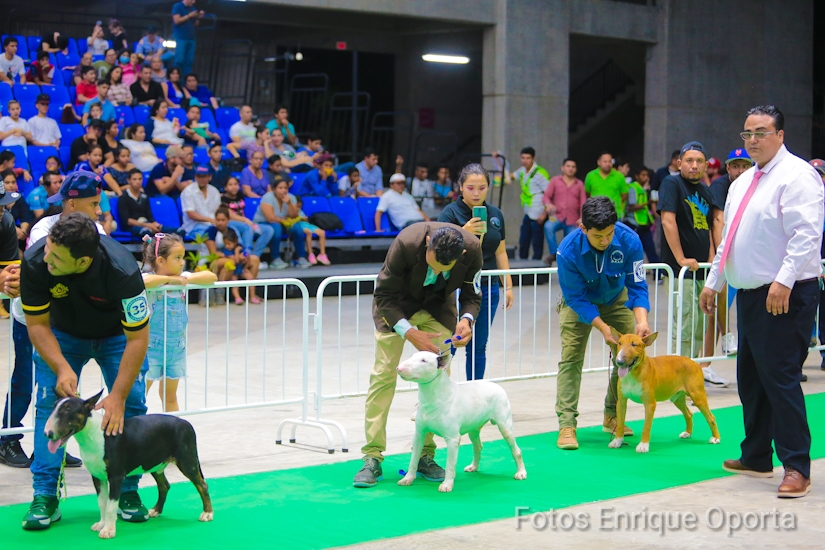 PERROS1